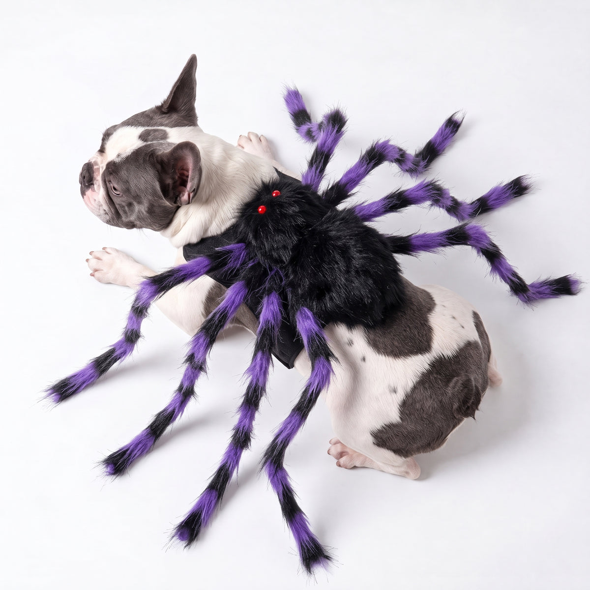 GlowTrack Leash + Costume Halloween Special Pack — BOO POP