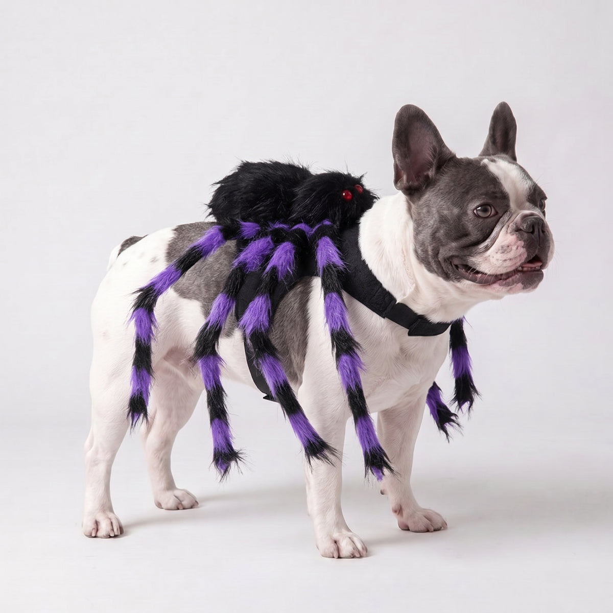 GlowTrack Leash + Costume Halloween Special Pack — BOO POP